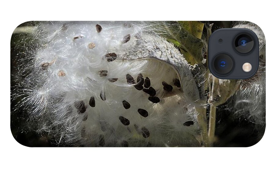 Milkweed iPhone 13 Case featuring the photograph Milkweed Seeds Emerging by Kae Cheatham