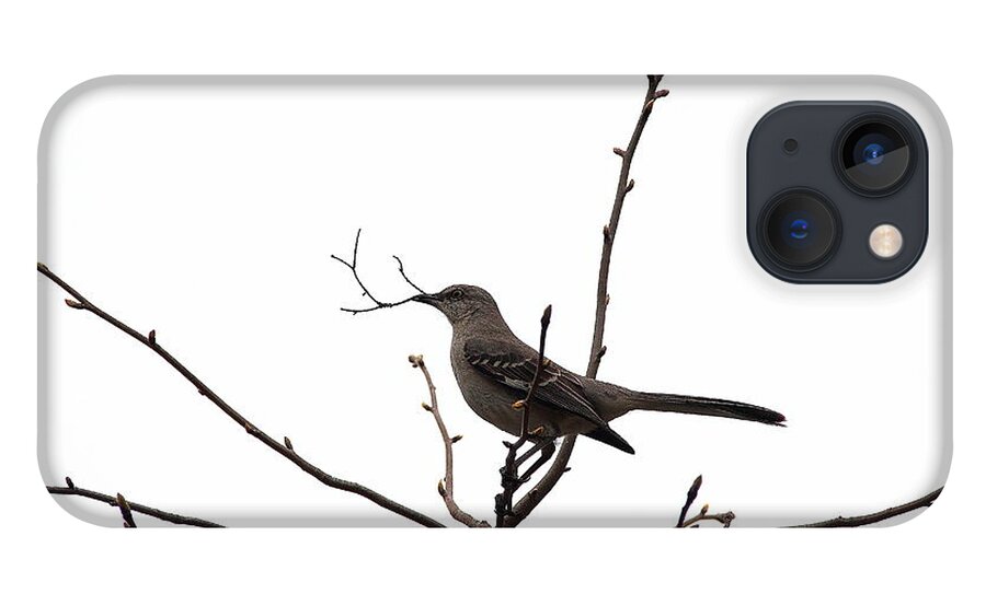 Bird iPhone 13 Case featuring the photograph Mockingbird With Twig by Allen Nice-Webb