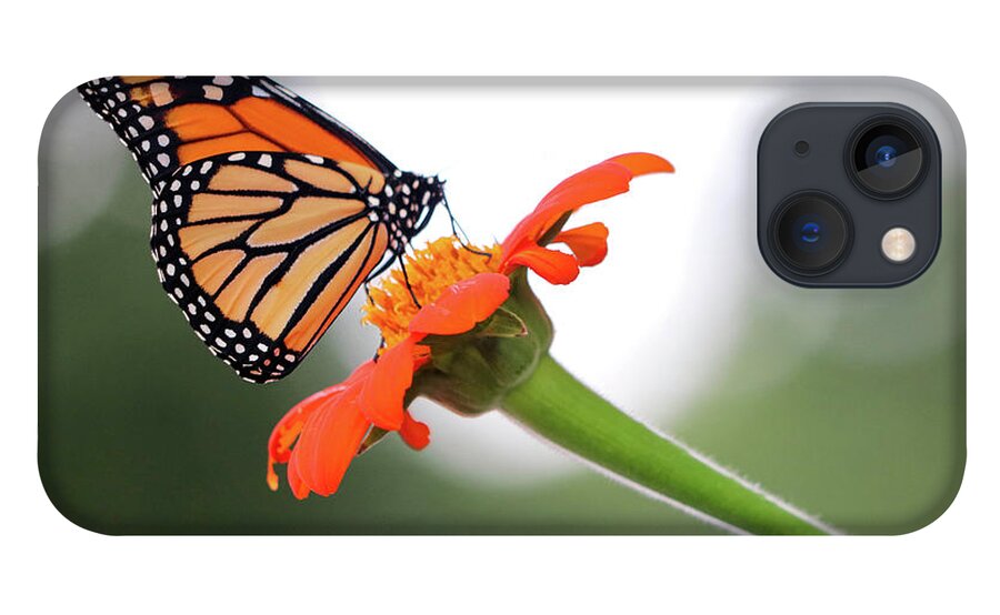 Butterfly iPhone 13 Case featuring the photograph Monarch Landing by Mary Anne Delgado