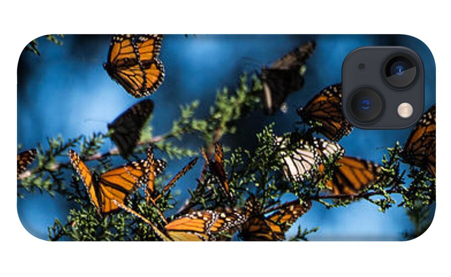Butterflies iPhone 13 Case featuring the photograph Monarchs by Wendy Carrington