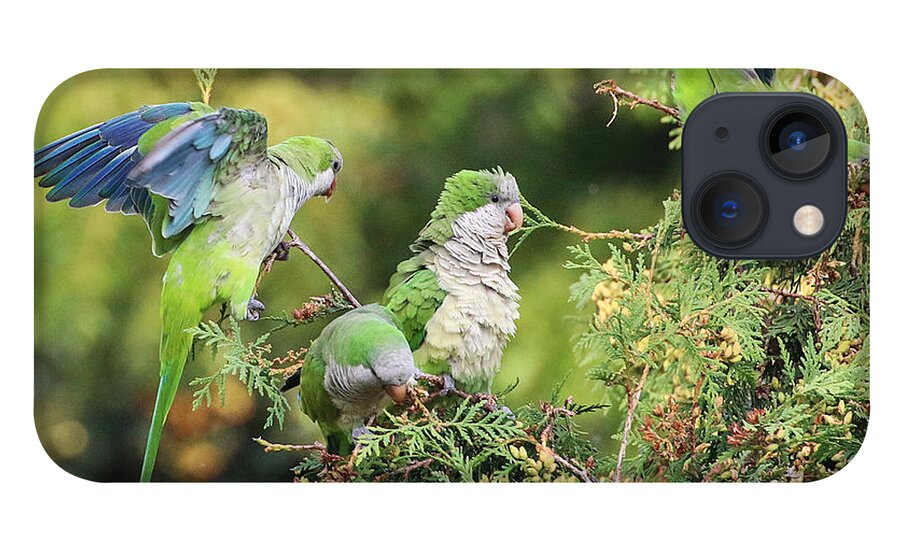 Wildlife iPhone 13 Case featuring the photograph Monk Parakeets Feeding On Evergreens 2 by William Selander