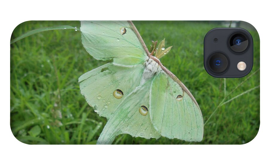 Luna Moth iPhone 13 Case featuring the photograph Morning Dew by Susan Esbensen