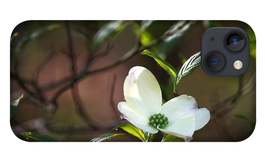 Dogwood iPhone 13 Case featuring the photograph Morning Dogwood at Buffalo River Trail by Michael Dougherty