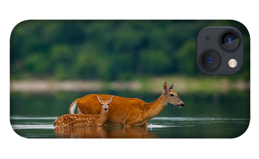 Nature iPhone 13 Case featuring the photograph Mother's Courage by Jeff Phillippi