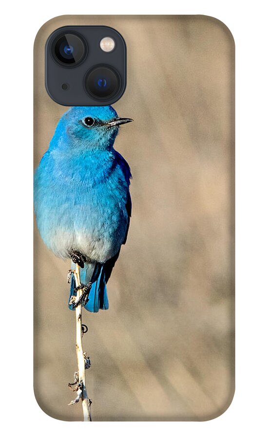 Colorado iPhone 13 Case featuring the photograph Mountain Bluebird on a Stem. by Dawn Key