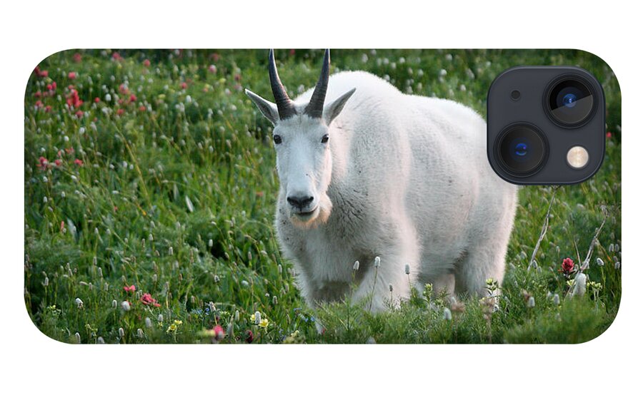 Mountain Goat iPhone 13 Case featuring the photograph Mountain Goat and Wildflowers by Brett Pelletier