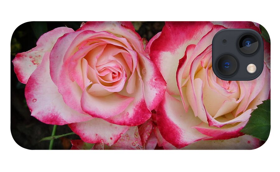 Roses iPhone 13 Case featuring the photograph Mr and Mrs Garner by Anjel B Hartwell