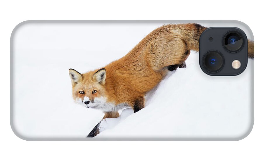 Animal iPhone 13 Case featuring the photograph Mr Sly by Mircea Costina Photography