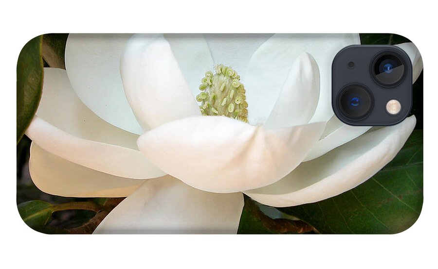 Magnolia iPhone 13 Case featuring the photograph Mt. Vernon Magnolia by Kathleen Gauthier