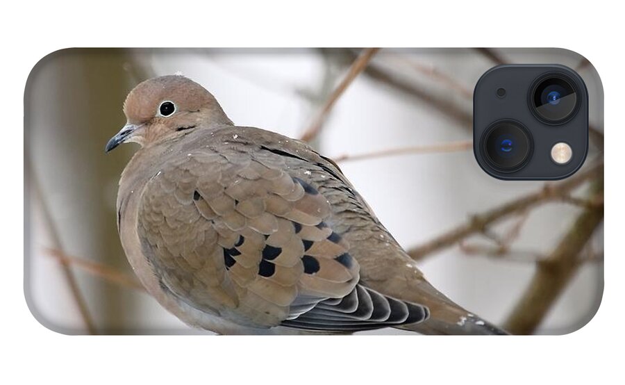 Mourning Dove iPhone 13 Case featuring the photograph My Little Turtledove by Andrea Lazar