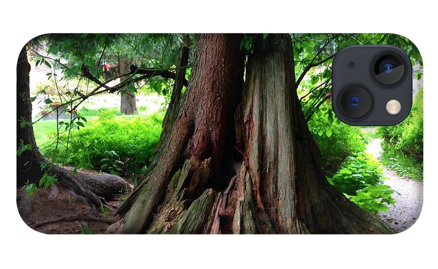 Stumps iPhone 13 Case featuring the photograph New and Old trees meet by Kate Gibson Oswald