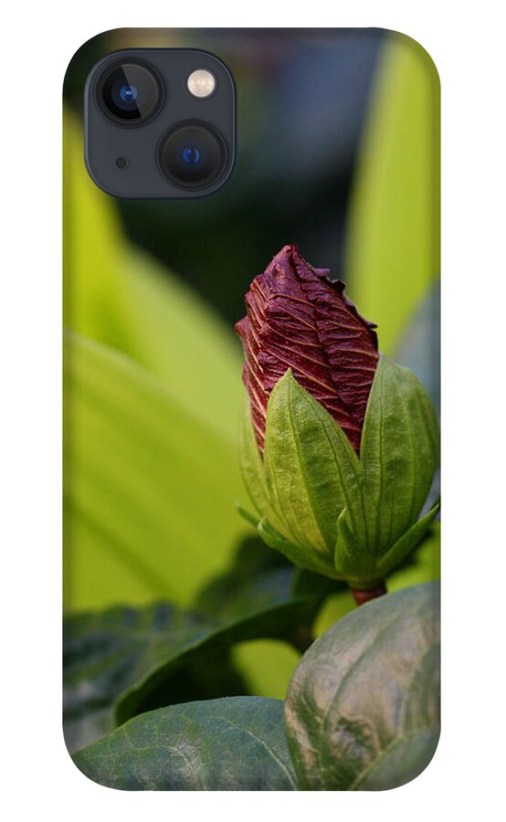 Camellia iPhone 13 Case featuring the photograph New Beginnings Camellia by Tammy Pool