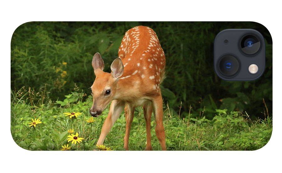 Deer iPhone 13 Case featuring the photograph Nibbling on the Wildflowers by Duane Cross