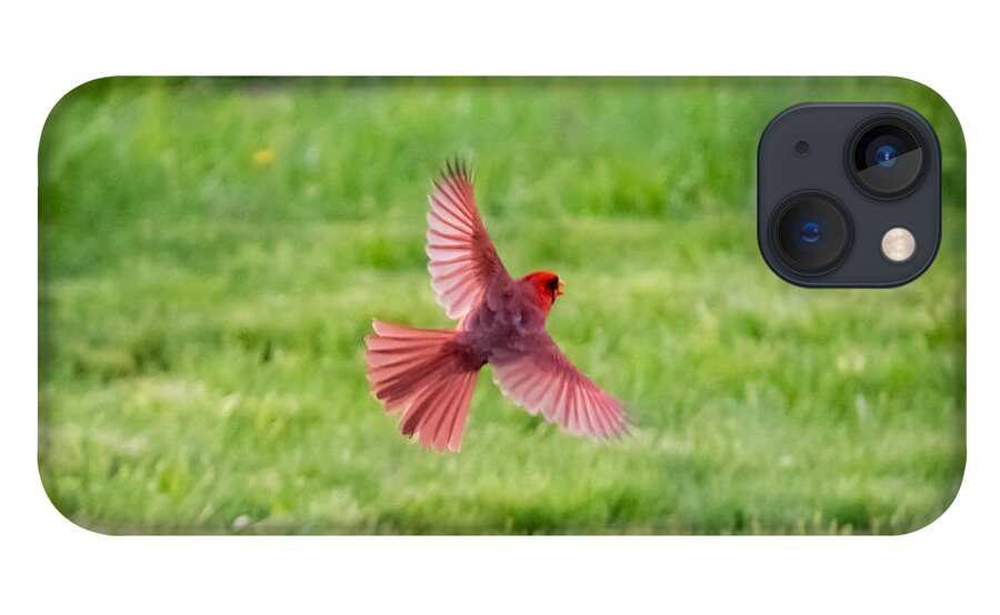 Northern Cardinal iPhone 13 Case featuring the photograph Northern Cardinal in Flight by Holden The Moment