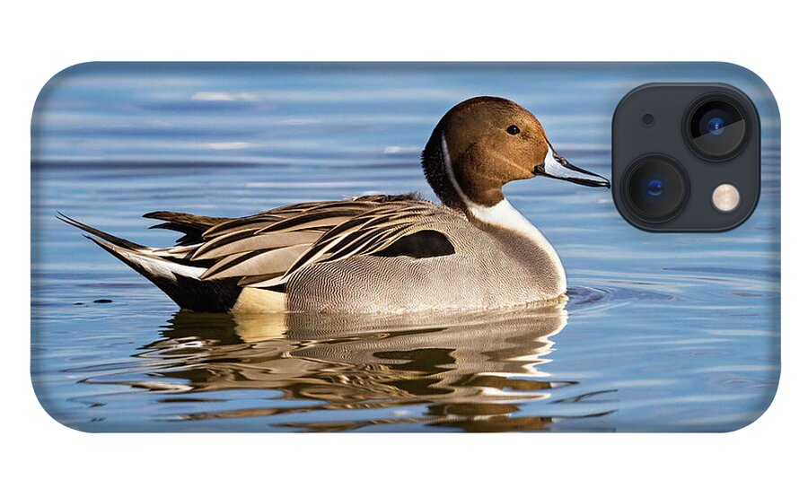 Mark Miller Photos iPhone 13 Case featuring the photograph Northern Pintail Duck by Mark Miller