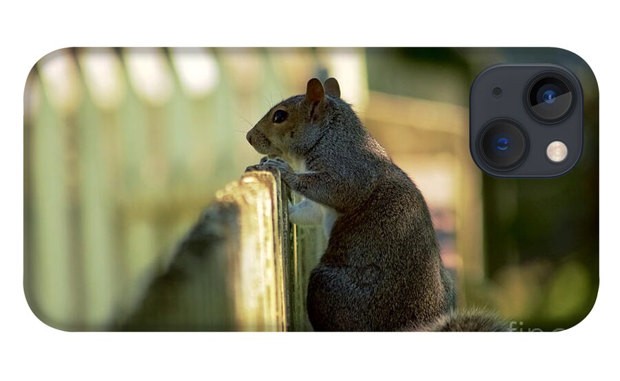 Squirrel iPhone 13 Case featuring the photograph Observation Point by Rachel Morrison