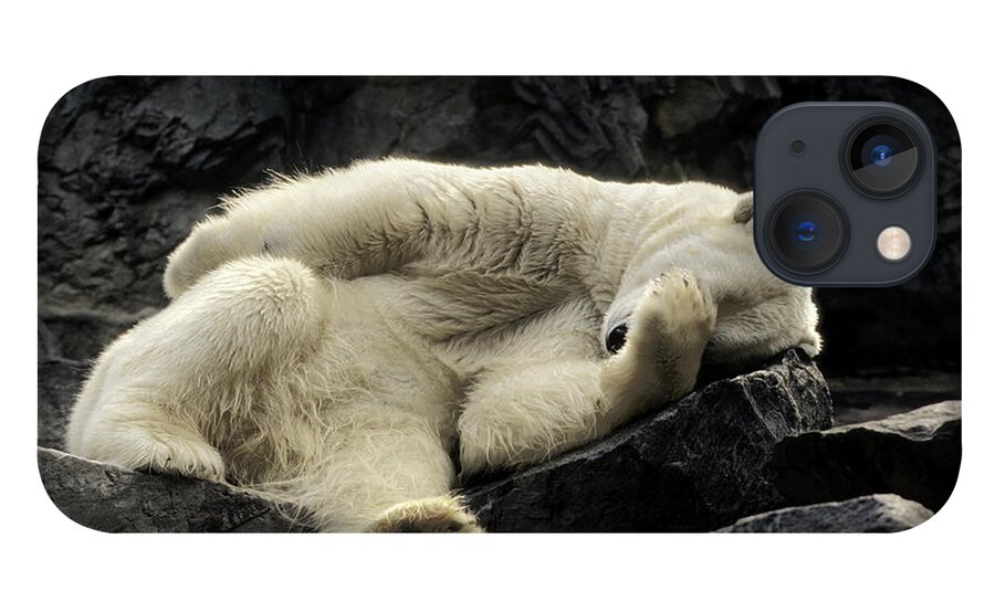Polar Bear iPhone 13 Case featuring the photograph Oh What A Night Polar Bear by Michael Hubley