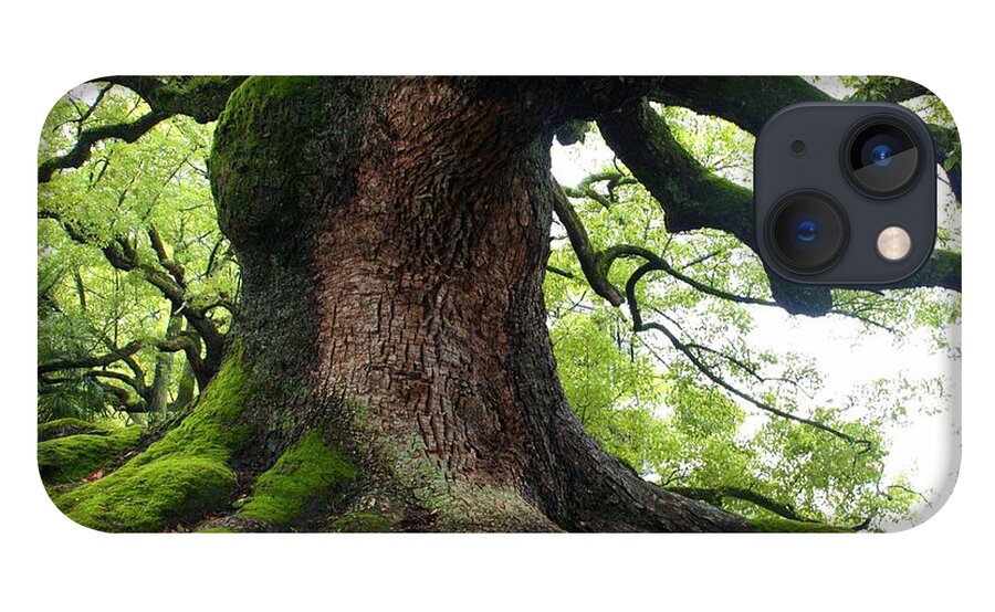 Tree iPhone 13 Case featuring the photograph Old Tree in Kyoto by Carol Groenen