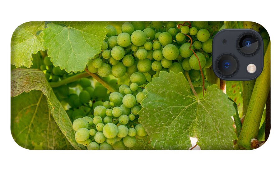 Grapes iPhone 13 Case featuring the photograph On the Vine by Derek Dean