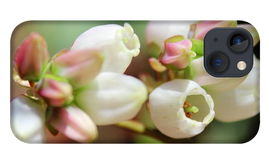 Photograph iPhone 13 Case featuring the photograph Oolala Blueberry Blooms April 18 2018 by M E