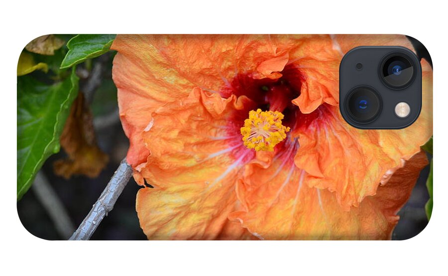 Flower iPhone 13 Case featuring the photograph Orange Hibiscus with Ruffled Petals by Amy Fose