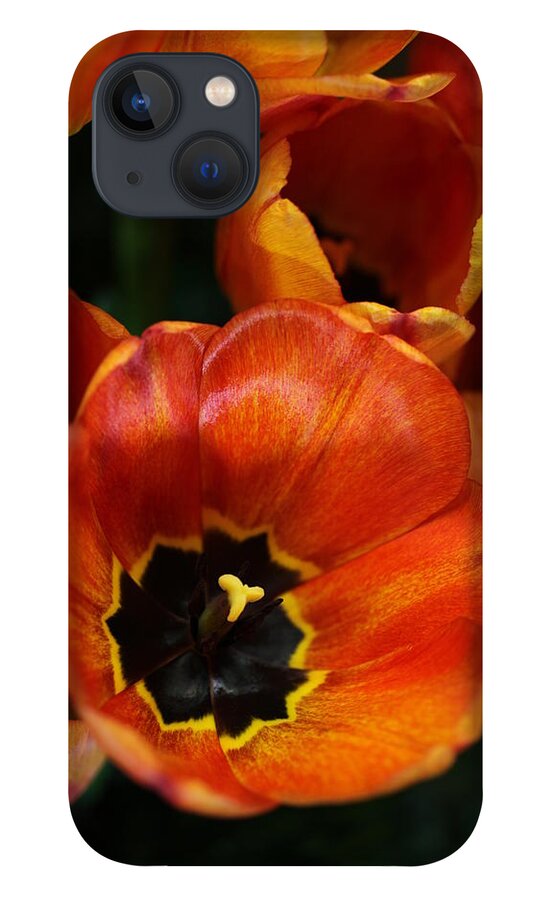 Tulips iPhone 13 Case featuring the photograph Orange Tulips by Tammy Pool