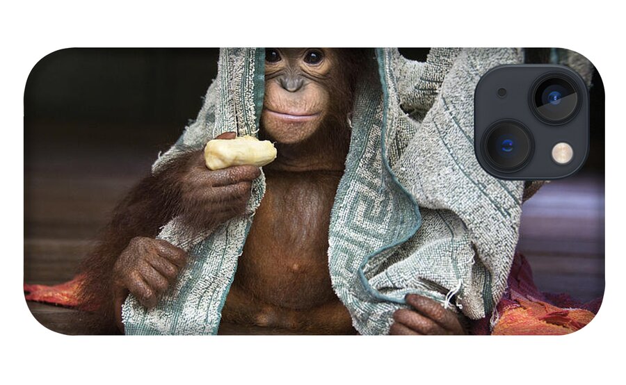 00486841 iPhone 13 Case featuring the photograph Orangutan 2yr Old Infant Holding Banana by Suzi Eszterhas