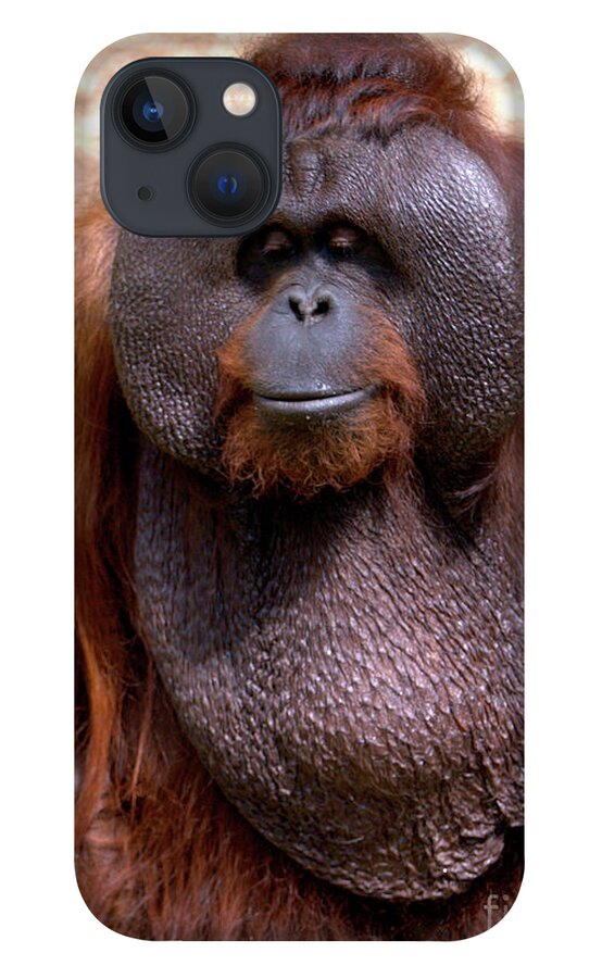 Ape iPhone 13 Case featuring the photograph Orangutan portrait by Baggieoldboy