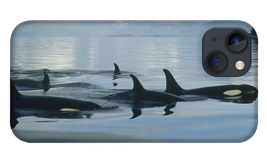 00079478 iPhone 13 Case featuring the photograph Orca Pod Johnstone Strait Canada by Flip Nicklin