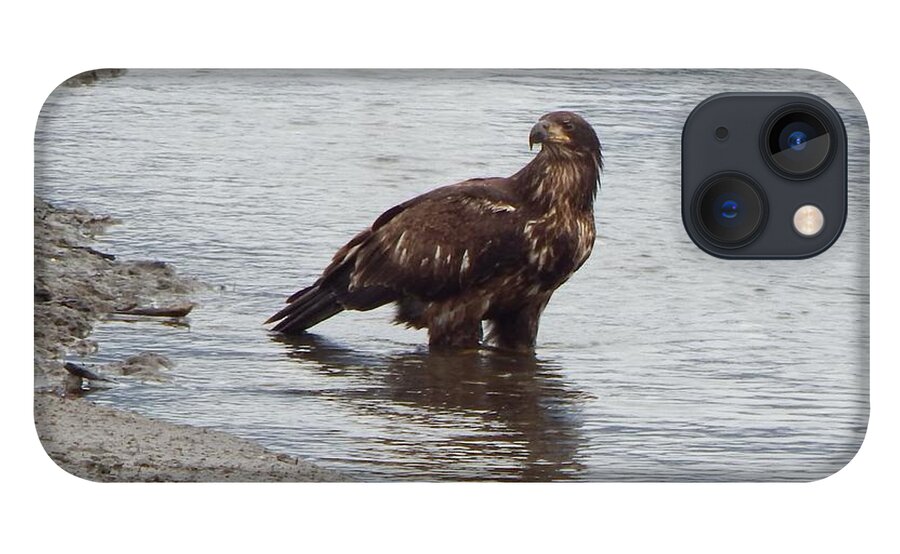 Young Eagle iPhone 13 Case featuring the photograph Oregon Young Eagle by Gallery Of Hope 
