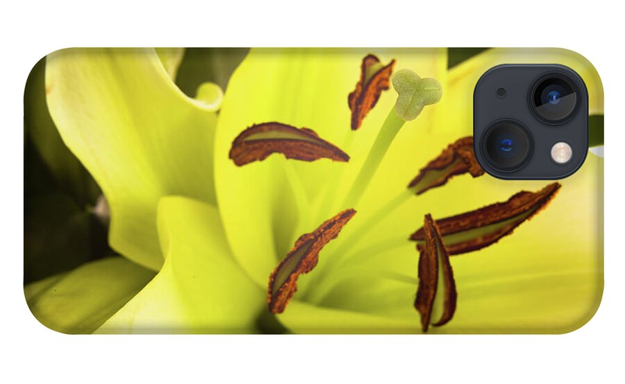 Alive iPhone 13 Case featuring the photograph Oriental Lily Flower by Raul Rodriguez