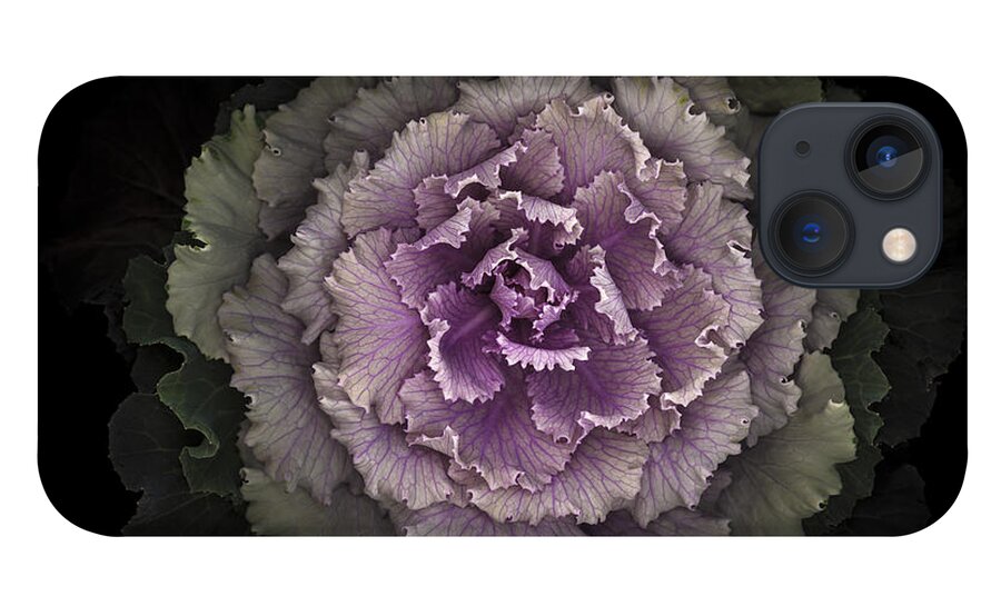 Beauty In Nature iPhone 13 Case featuring the photograph Ornamental Kale by Oscar Gutierrez