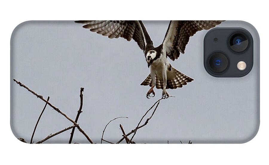 Art iPhone 13 Case featuring the photograph Osprey Landing by Phil Spitze