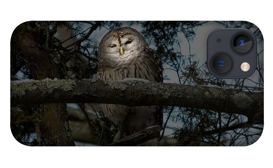Owl iPhone 13 Case featuring the photograph Owl Mystique by Dani McEvoy