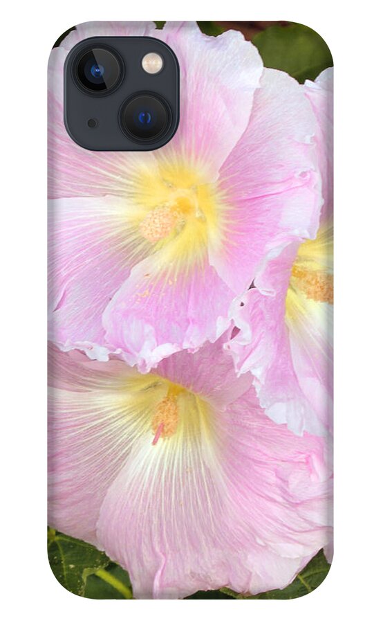 Holly Hock Flowers iPhone 13 Case featuring the photograph Pale Pink Holly Hocks by Feather Redfox