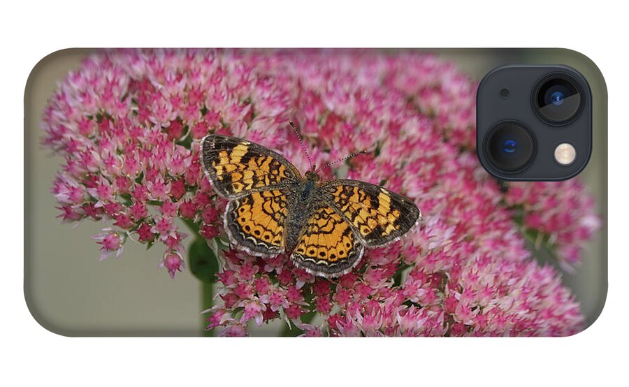 Pearl Crescent Butterfly iPhone 13 Case featuring the photograph Pearl Crescent Butterfly on Autumn Glory Flowers by Robert E Alter Reflections of Infinity
