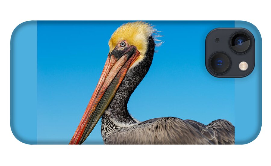 Pelican iPhone 13 Case featuring the photograph Pelican Portrait by Derek Dean