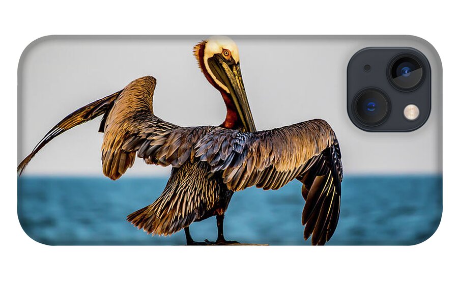 Pelican iPhone 13 Case featuring the photograph Pelican Stand Off by JASawyer Imaging