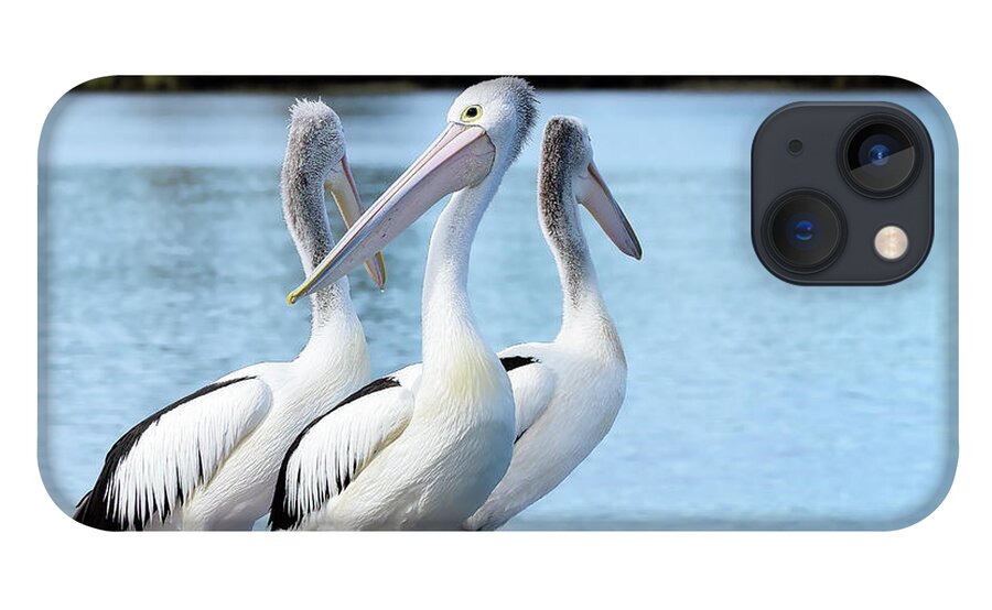 Pelicans Australia iPhone 13 Case featuring the photograph Pelicans 6663. by Kevin Chippindall