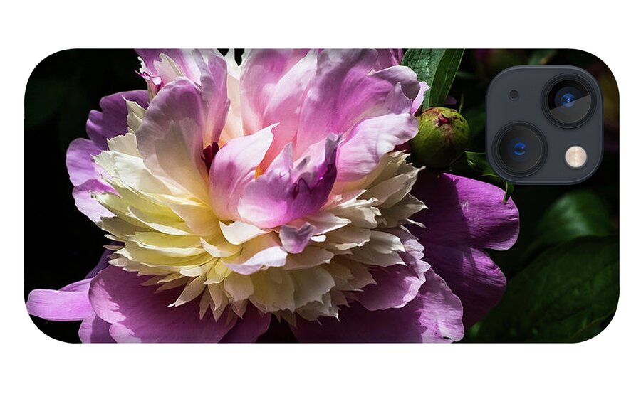 Spring iPhone 13 Case featuring the photograph Peony in June by John Roach