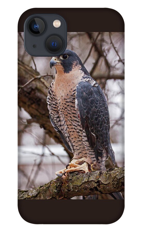 Falcon iPhone 13 Case featuring the photograph Peregrine Falcon by Ira Marcus