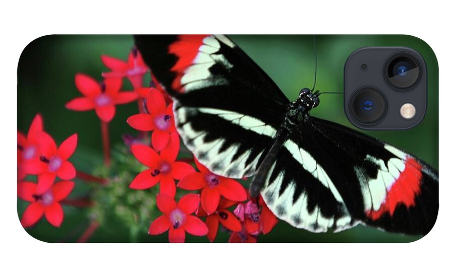 Butterfly iPhone 13 Case featuring the photograph Piano Key Butterfly by Sabrina L Ryan