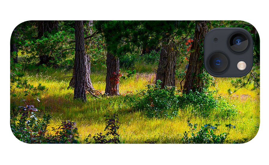 Monterey iPhone 13 Case featuring the photograph Pine Forest by Derek Dean
