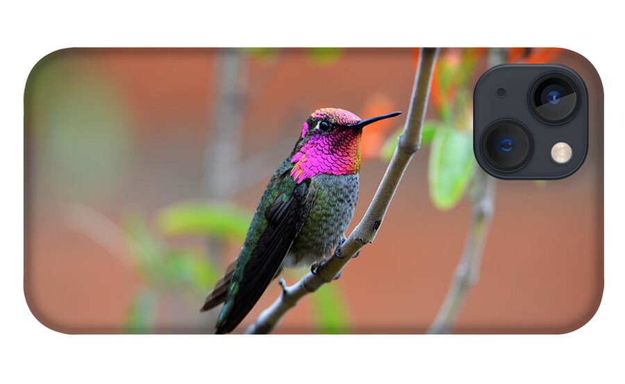 Denise Bruchman iPhone 13 Case featuring the photograph Pink and Gold Anna's Hummingbird by Denise Bruchman