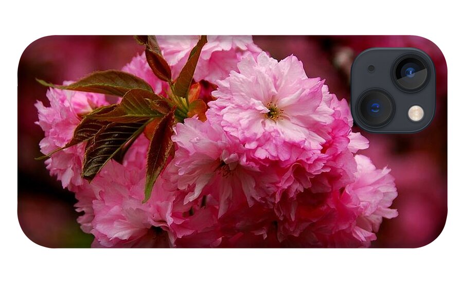 Cherry Blossom Trees iPhone 13 Case featuring the photograph Pink Blooms by Angie Tirado