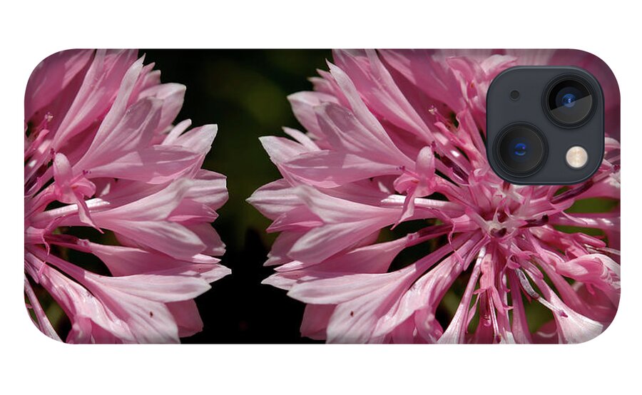Cornflower iPhone 13 Case featuring the photograph Pink cornflowers by Baggieoldboy