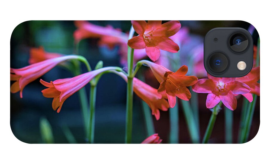 Flower Show 2018 iPhone 13 Case featuring the photograph Pink Flowers by Louis Dallara