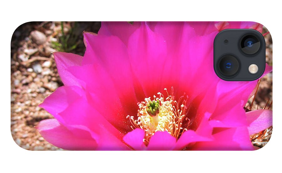 Golden Hedgehog iPhone 13 Case featuring the photograph Pink Hedgehog Flower by Kelly Holm