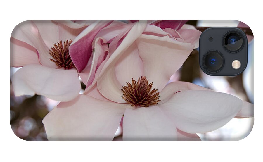 Magnolia iPhone 13 Case featuring the photograph Pink Magnolia by Kathleen Gauthier