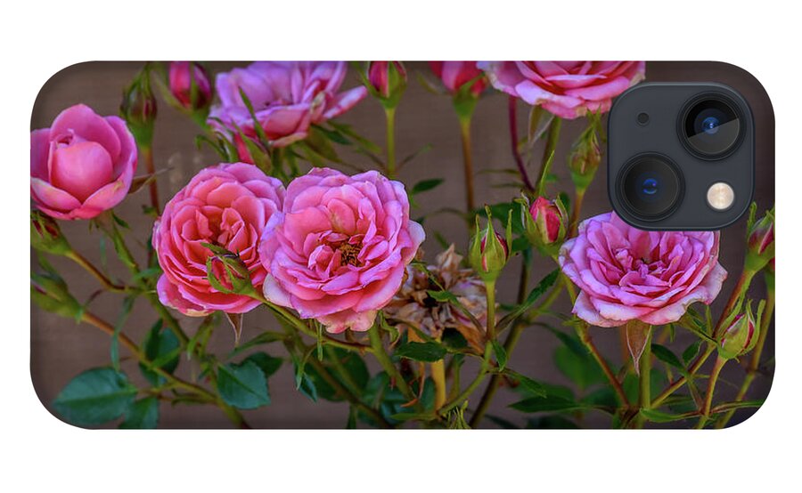 Debra Martz iPhone 13 Case featuring the photograph Pink Miniature Roses by Debra Martz